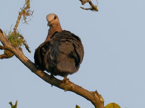 <h3>Streptopelia semitorquata / Red‑eyed dove / Roodoogtortel</h3>OM-1 Mark II with OLYMPUS M.300mm F4.0, 1/2000 sec at F4.0, ISO 400, distance 35.9 m